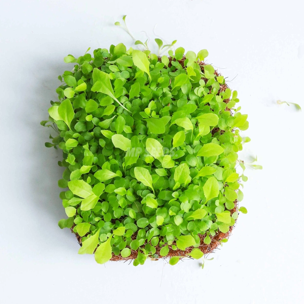 Dandelion Microgreens Seeds.webp