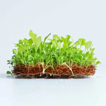 Dandelion Microgreens Seeds.webp