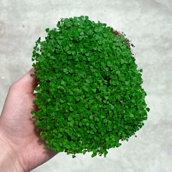 basil-lemon-microgreens