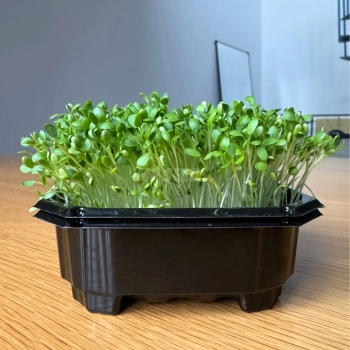 clover-microgreens.webp