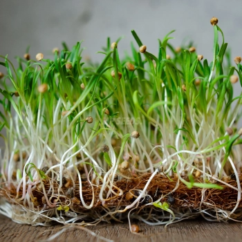 spinach-lorelay-microgreens-seeds-zoom.webp