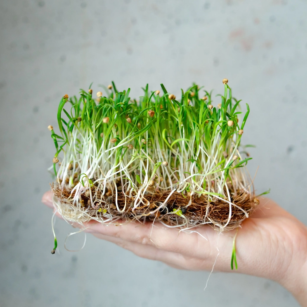 spinach-lorelay-microgreens-seeds.webp