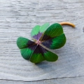 oxalis deppei leaf