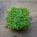 mustard-wasabi-microgreens-seeds-top-view