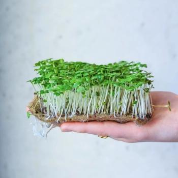 mustard-wasabi-seeds-for-microgreens
