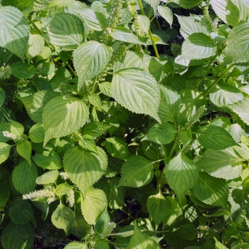 perilla-green-mature-plants.webp