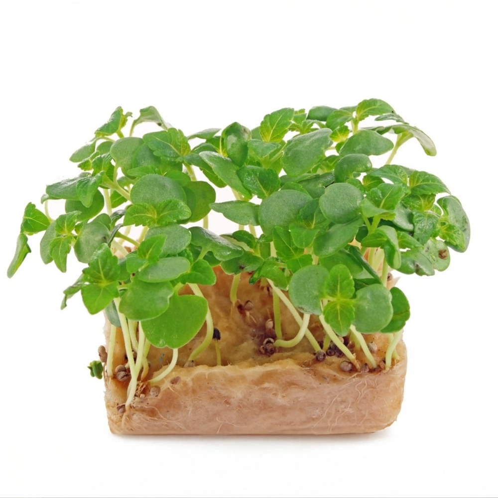 perilla-green-microgreens.webp