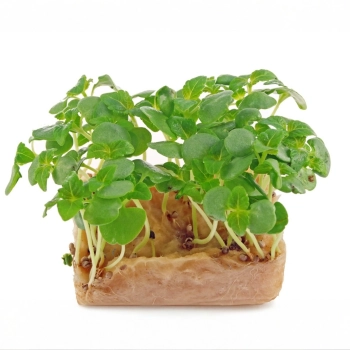 perilla-green-microgreens.webp
