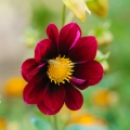 Dahlia Topmix Purple Type – Bulbs for Edible Flowers