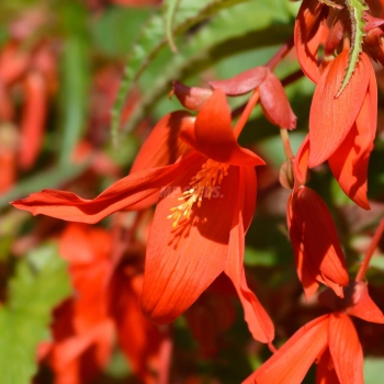 Begonia Bertini Boliviensis SantaCruz Bulbs