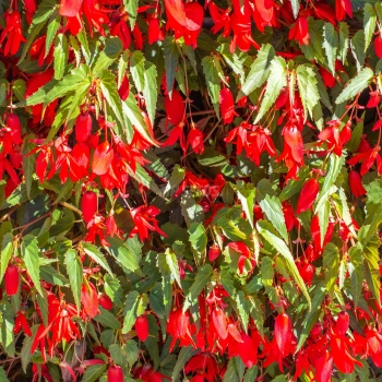 Begonia Bertini Boliviensis SantaCruz Bulbs for edible flowers