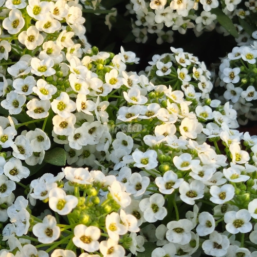 Sweet Alyssum Snowcloth Edible Flower Seeds