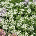 Sweet Alyssum Snowcloth