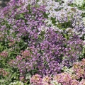 Alyssum Violet Queen Edible Flower Seeds