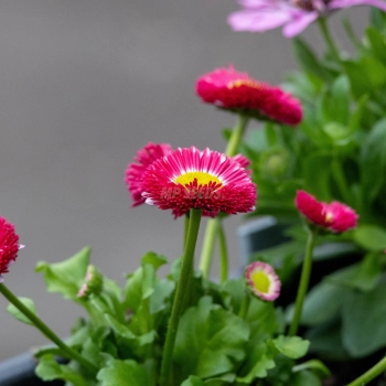 Daisy Monstrosa Mix