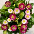 Daisy Monstrosa Mix Edible Flower Seeds