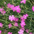 Maiden Pink Edible Flower Seeds