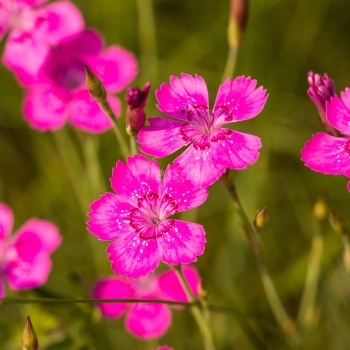 Maiden Pink