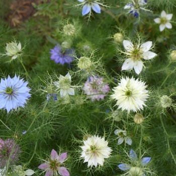Nigella damascena ‘Persian Jewels’ Edible Flower Seeds