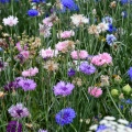 Cornflower Double Mixed Edible Flower Seeds