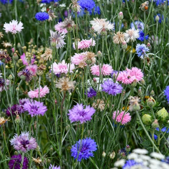 Cornflower Double Mixed Edible Flower Seeds