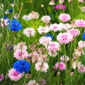 Cornflower Polka Dot Mixed Edible Flower Seeds