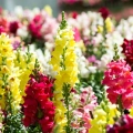 Snapdragon Maximum Mix Edible Flower Seeds