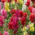 Snapdragon Maximum Mix
