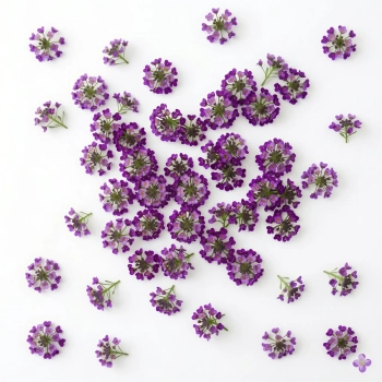 Alyssum Violet Queen Edible Flower Seeds