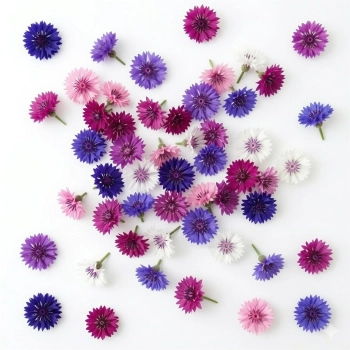 Cornflower Double Mixed Edible Flower Seeds