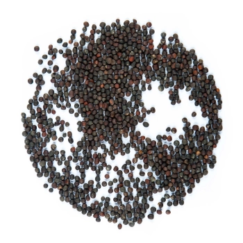 cabbage red seeds