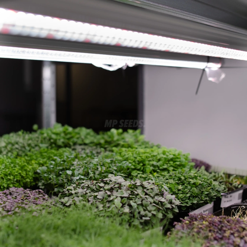 full-spectrum-grow-lamp-for-microgreens-cultivation.webp