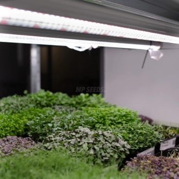 full-spectrum-grow-lamp-for-microgreens-cultivation.webp