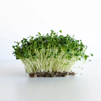 Kale 'Tuscan Black' microgreens leaves
