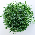 Kale 'Tuscan Black' leaves - top view