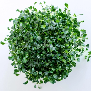 Kale 'Tuscan Black' leaves - top view
