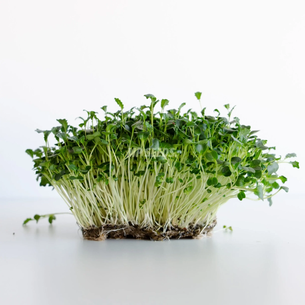 Kale 'Tuscan Black' microgreens