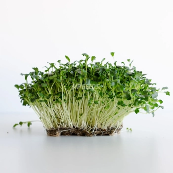 Kale 'Tuscan Black' microgreens