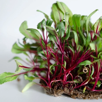 Beet Red microgreens grown from MP Seeds seeds - zoom.