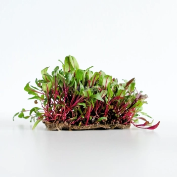 Beet Red microgreens grown from MP Seeds seeds for microgreens.