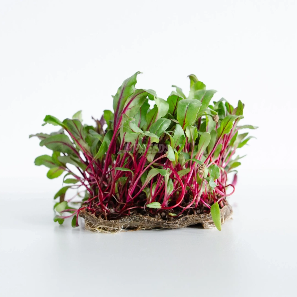 Beet Red microgreens grown from premium MP Seeds seeds