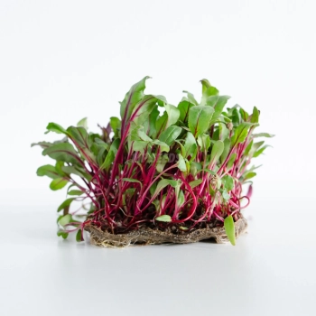 Beet Red microgreens grown from premium MP Seeds seeds