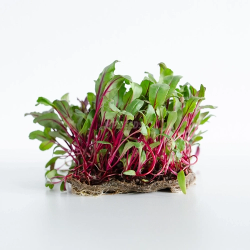 Beet Red microgreens grown from premium MP Seeds seeds