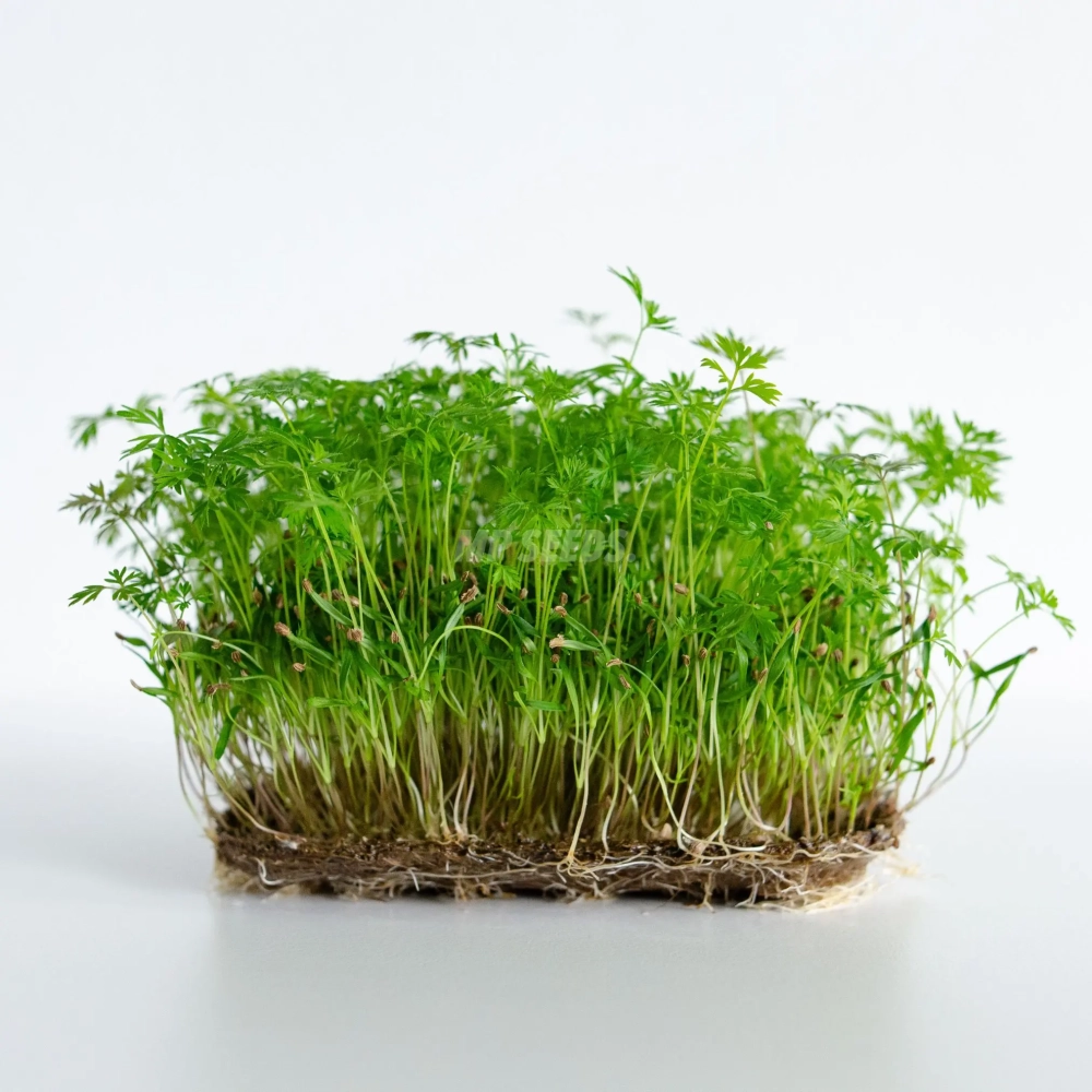 Carrot Falla microgreens grown from premium MP SEEDS seeds