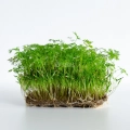 Carrot Falla microgreens grown from premium MP SEEDS seeds
