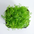 Carrot Falla microgreens grown from premium MP SEEDS seeds – top view