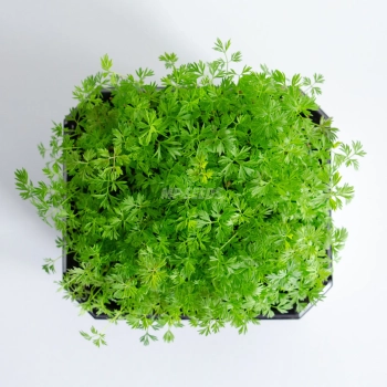 Carrot Falla microgreens grown from premium MP SEEDS seeds – top view