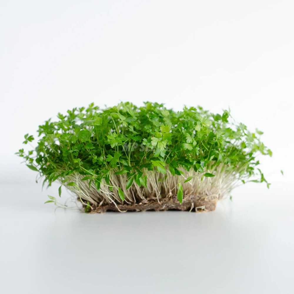 Fresh parsley microgreens grown from MP SEEDS parsley seeds.