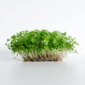 Fresh parsley microgreens grown from MP SEEDS parsley seeds.