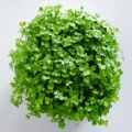 Parsley microgreens - view from the top